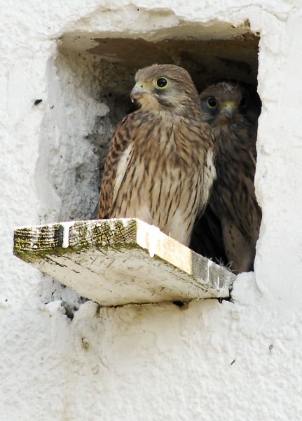 Turmfalken warten auf Nachschub